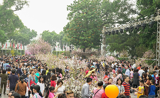Lễ hội hoa Anh đào Nhật Bản - Hà Nội dự kiến diễn ra vào cuối tháng 3